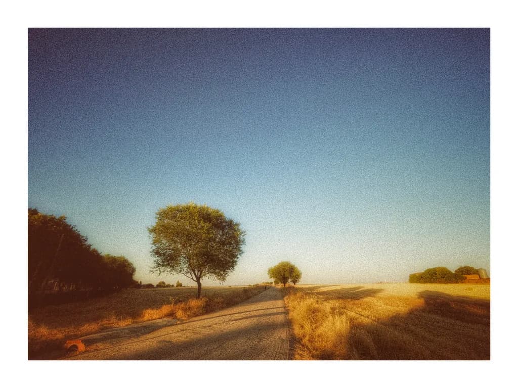 Sunset Road Trees