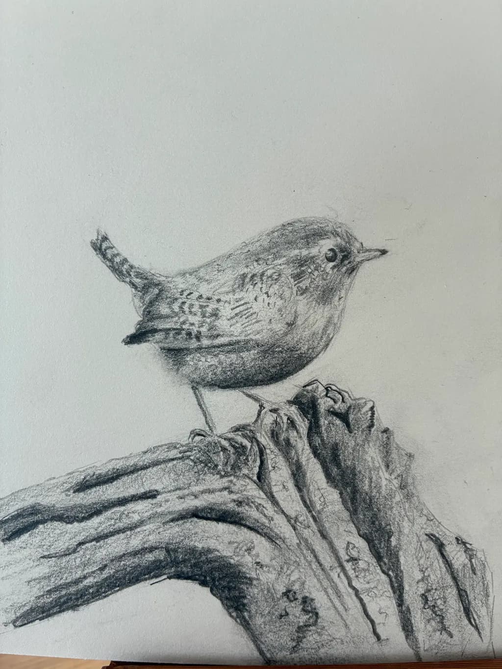 Wren on Driftwood