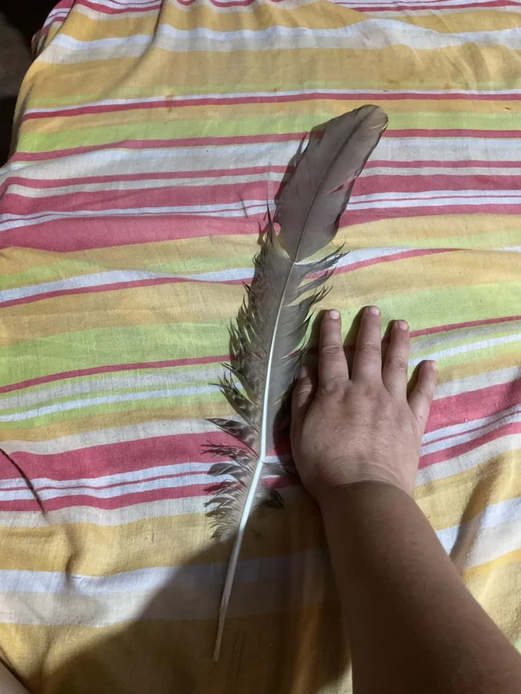 Striped Feather Measure