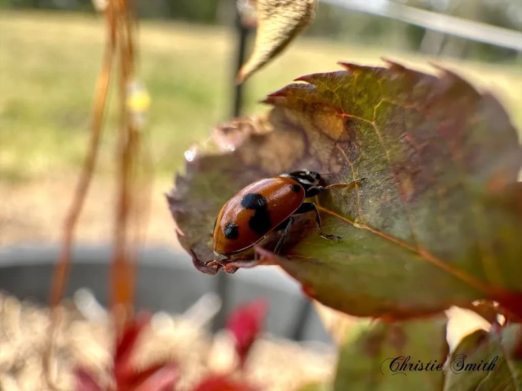 Ladybug's Rest