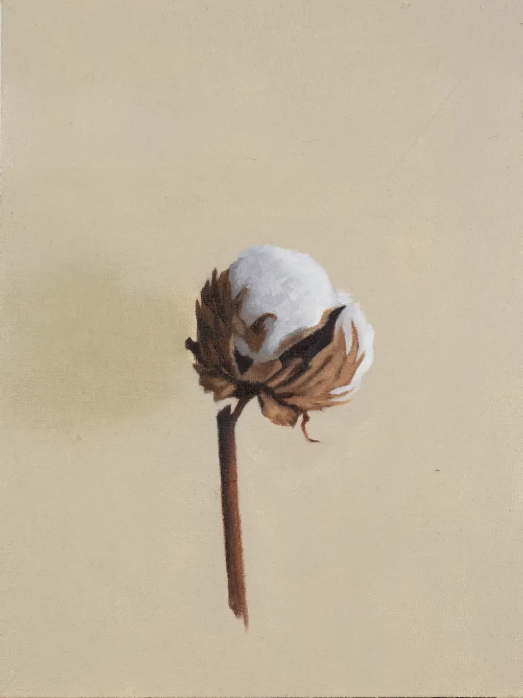 Cotton Bloom