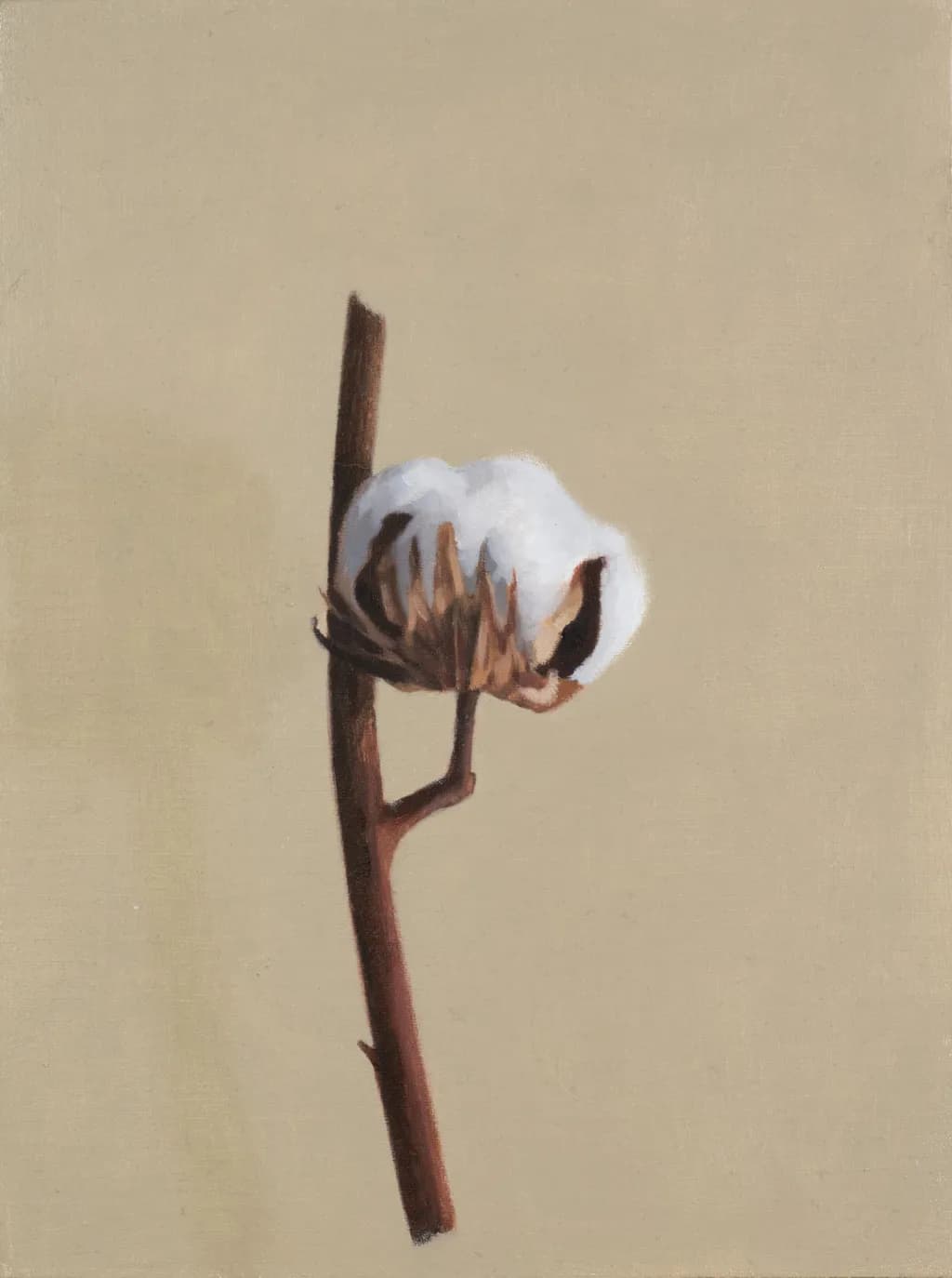 Cotton Bloom