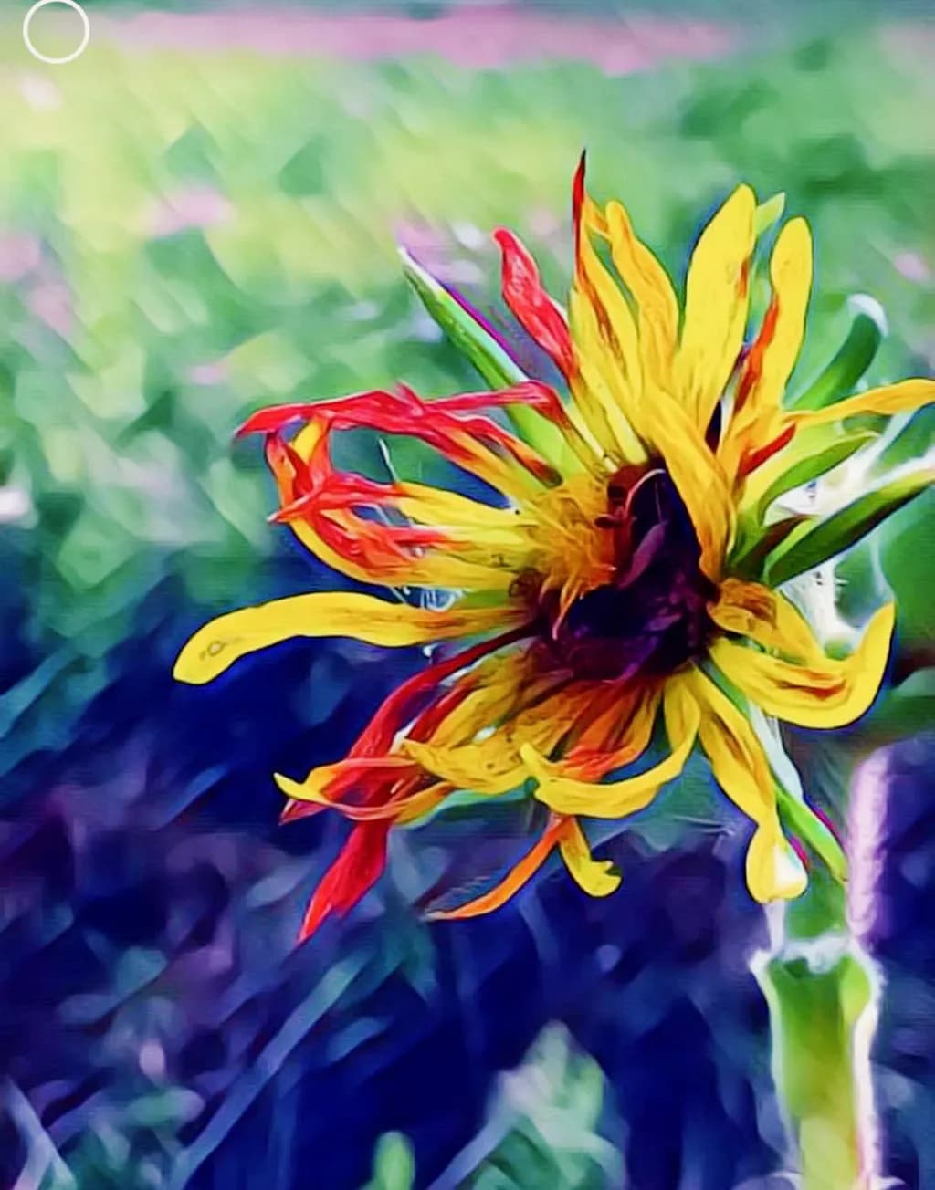 Sunflower Flame