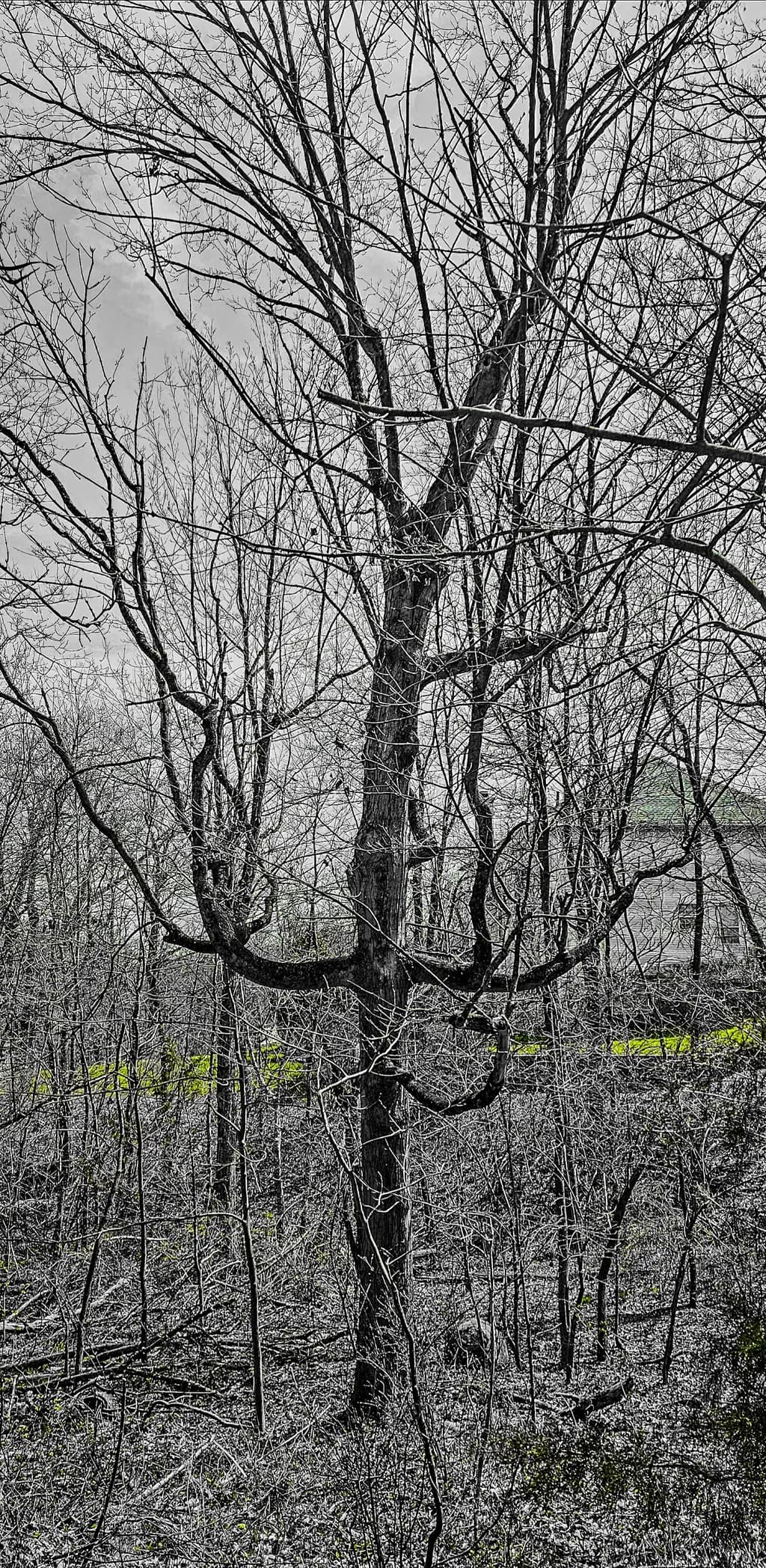 Winter Branches