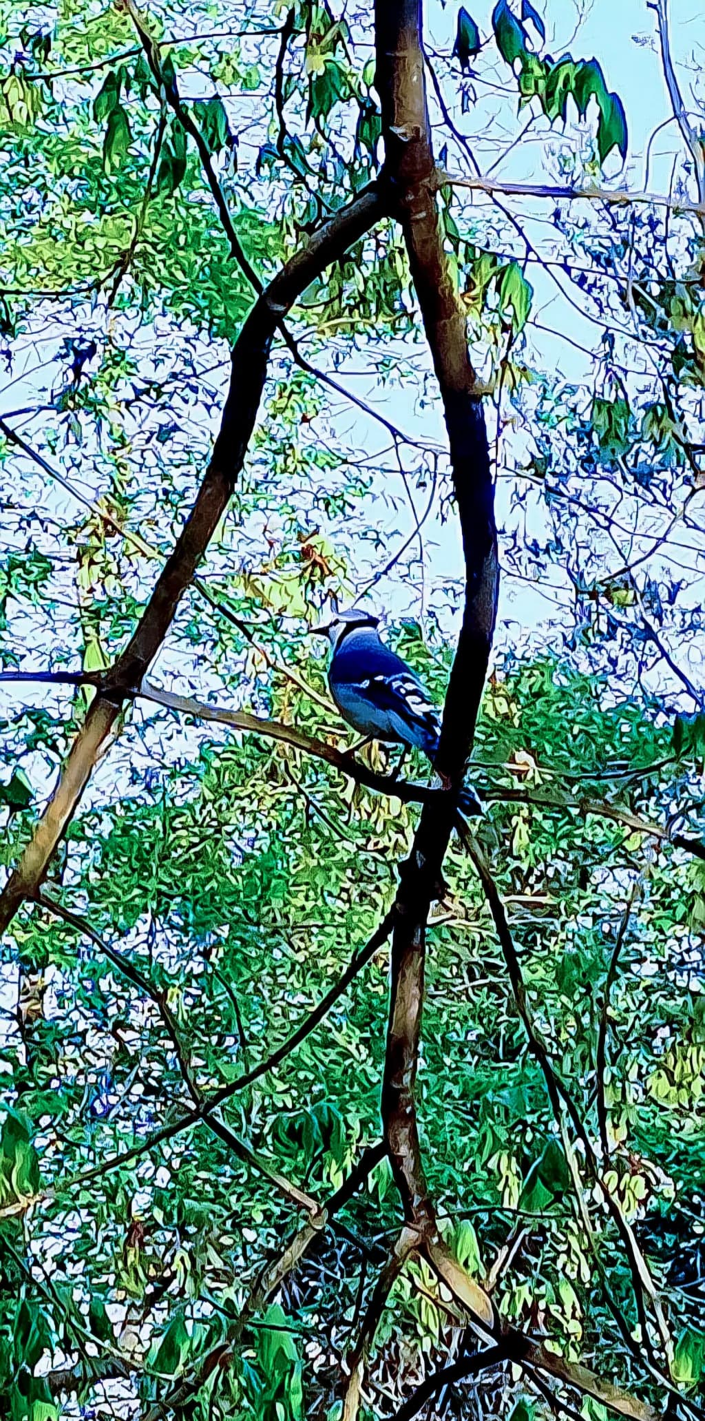 Blue Jay Pause