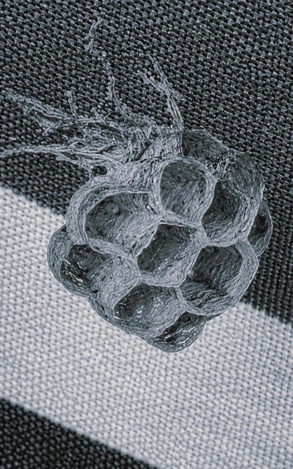 Wasps 3
