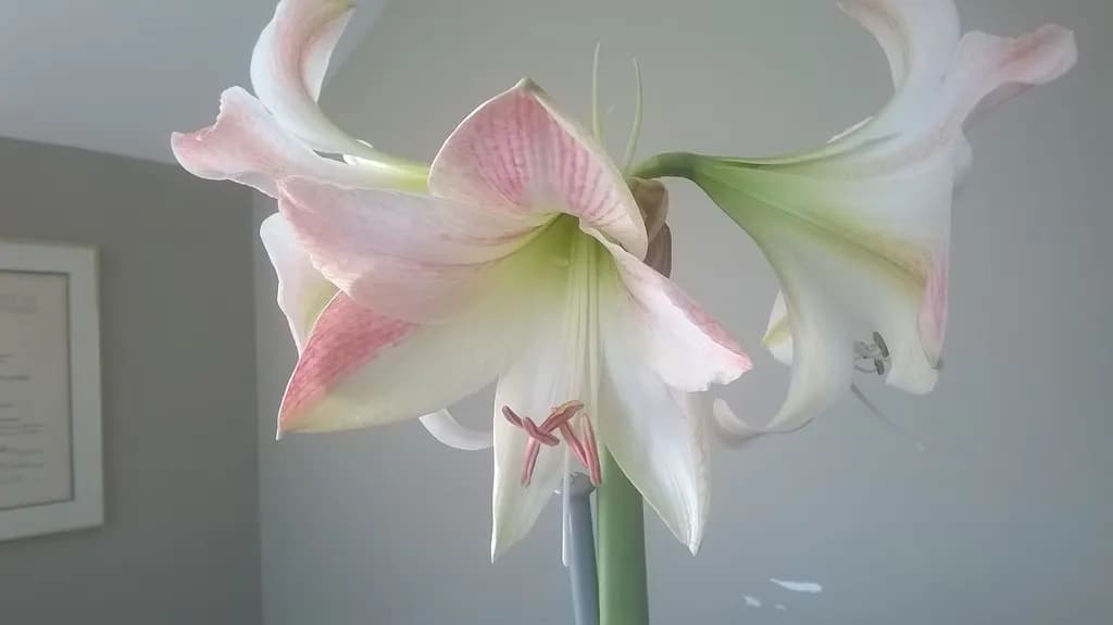 Delicate Amaryllis Bloom