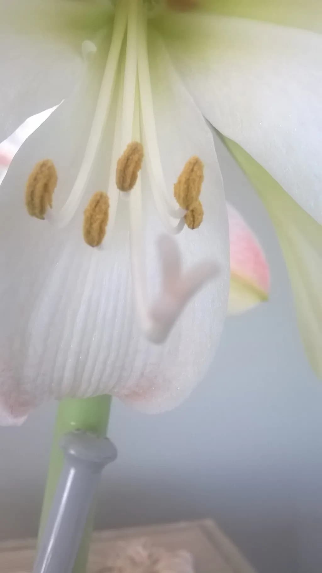 Amaryllis Close-Up