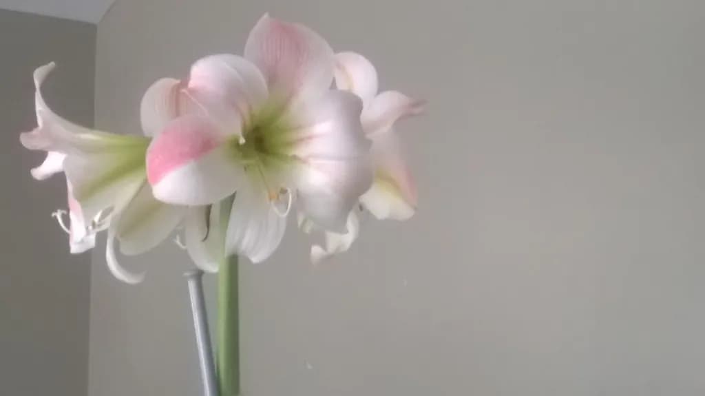 Soft Bloom