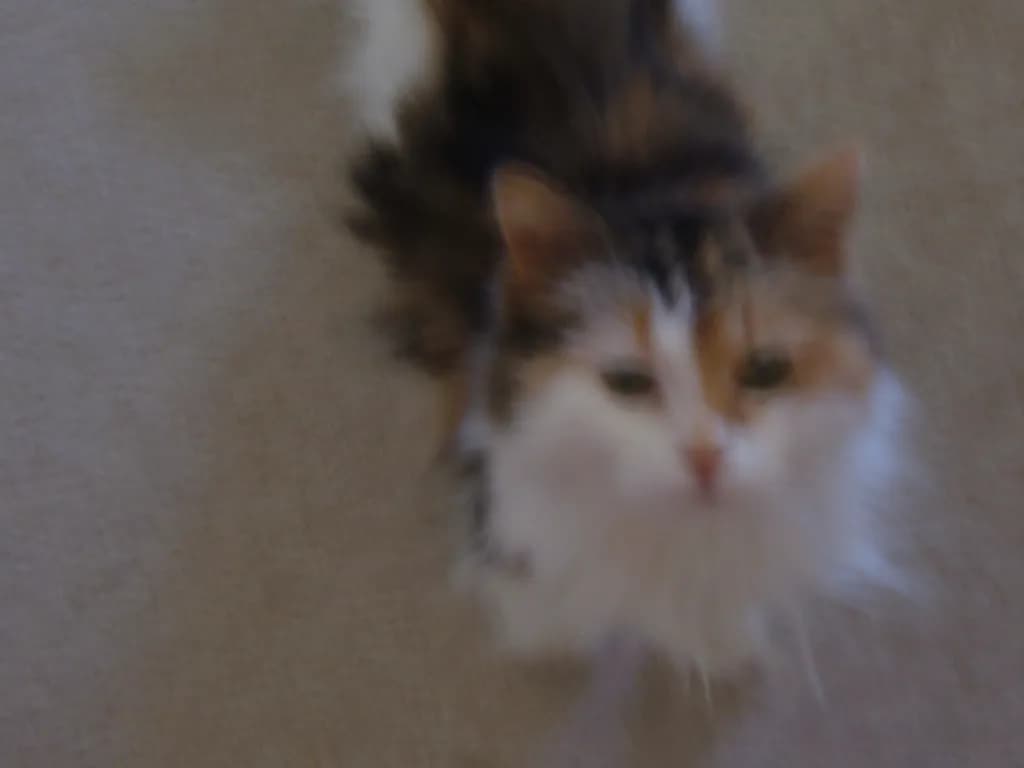 Fluffy Gaze