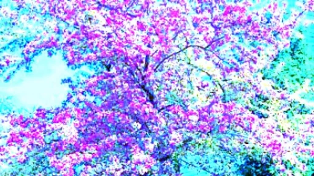Spring Blossoms
