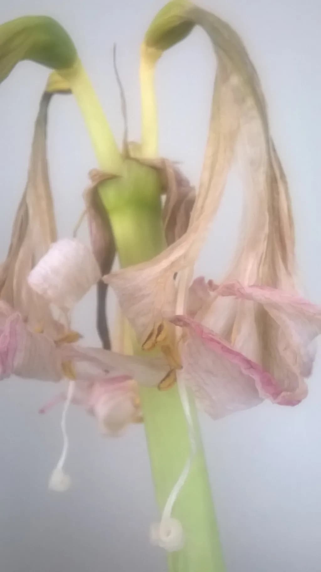 Fading Bloom