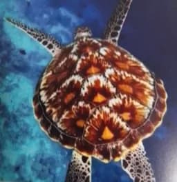 Patterned Sea Turtle