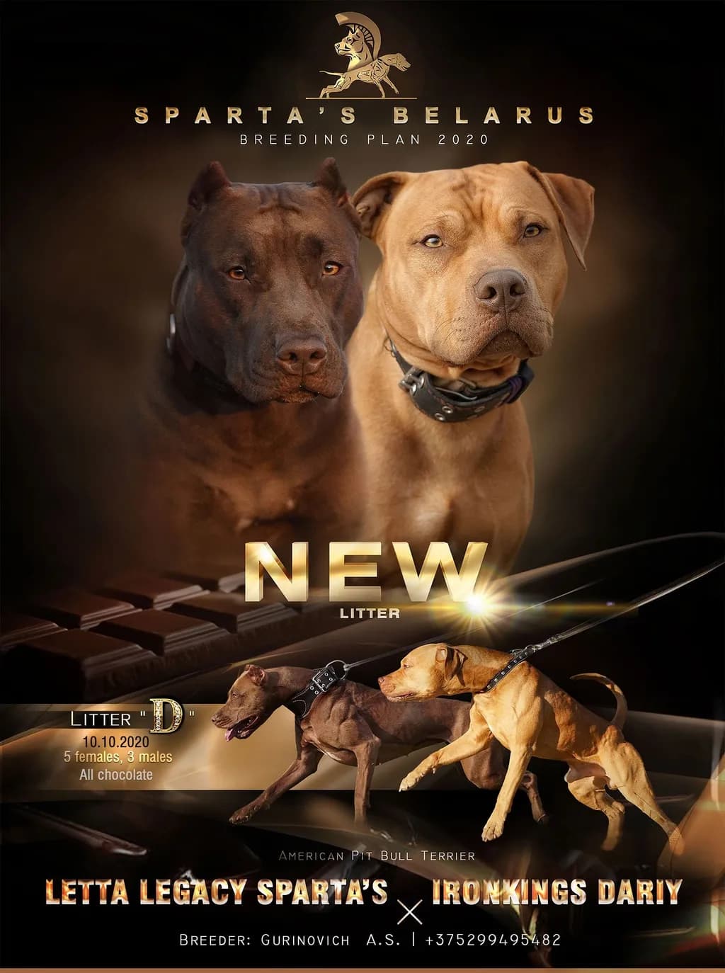 Chocolate Legacy Litter