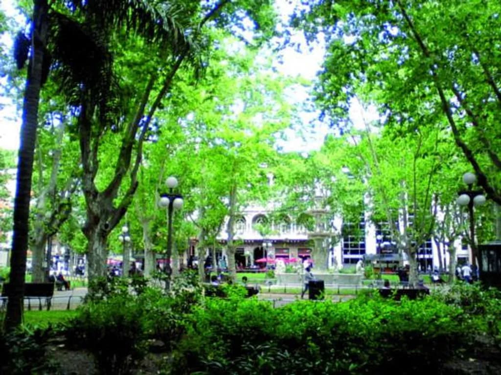 City Park Canopy
