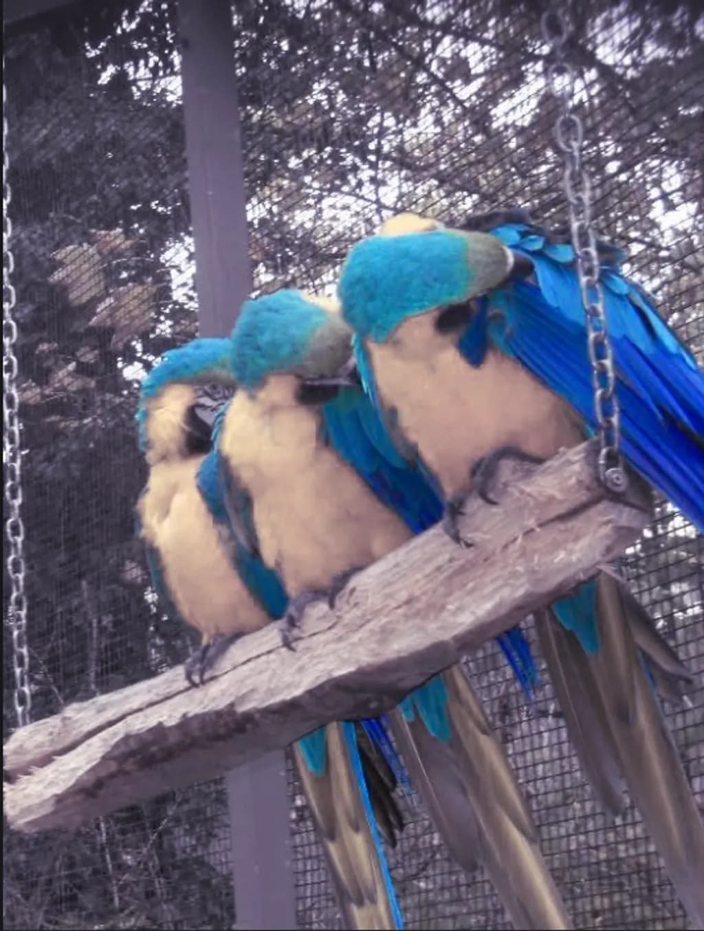 Blue Parrot Trio