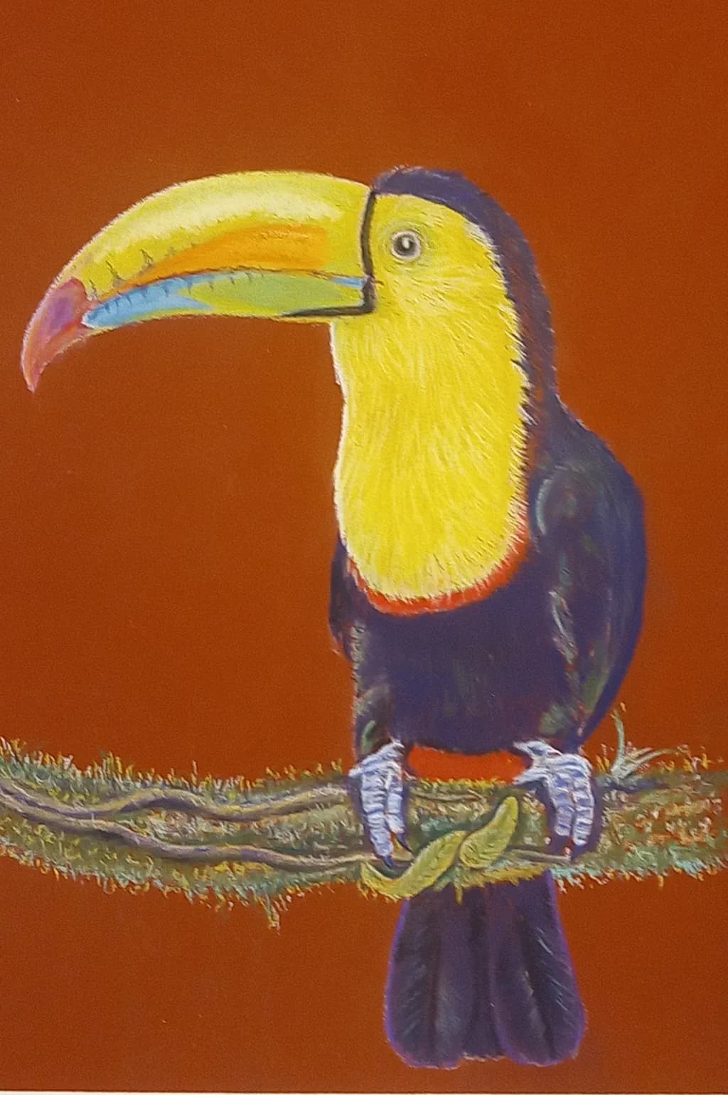 Tropical Toucan
