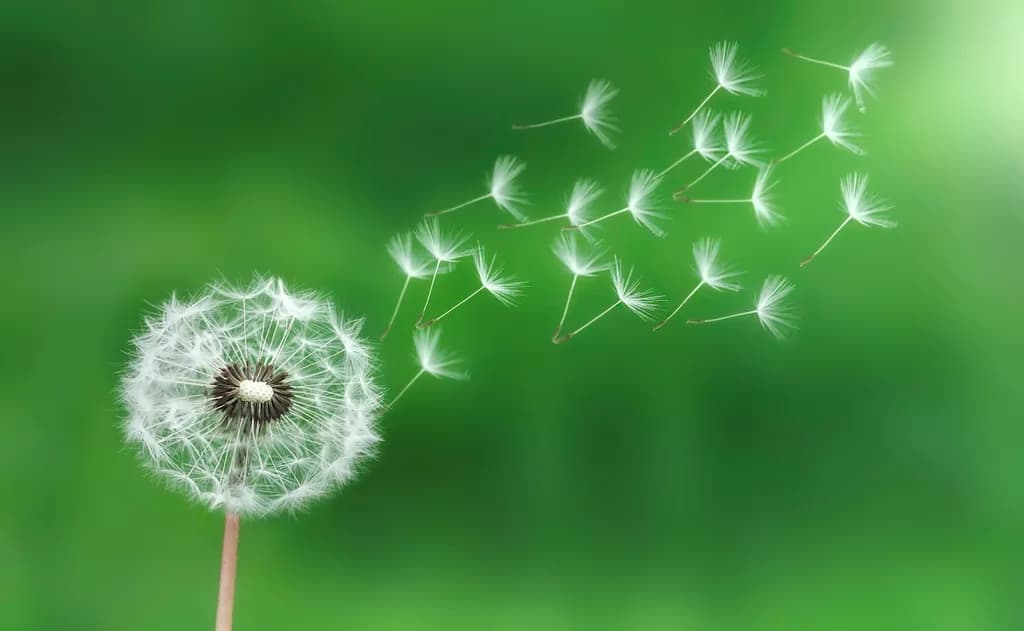 Dandelion Seeds in Breeze