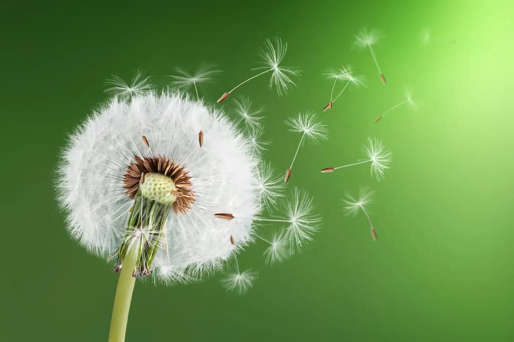 Dandelion on Green