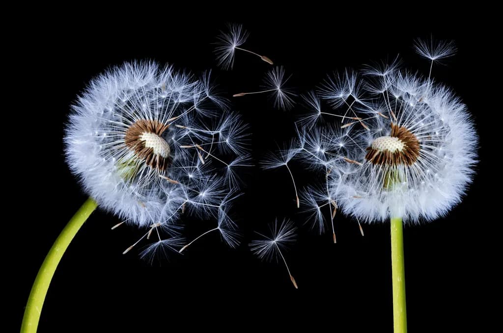 Dandelion Black Breeze