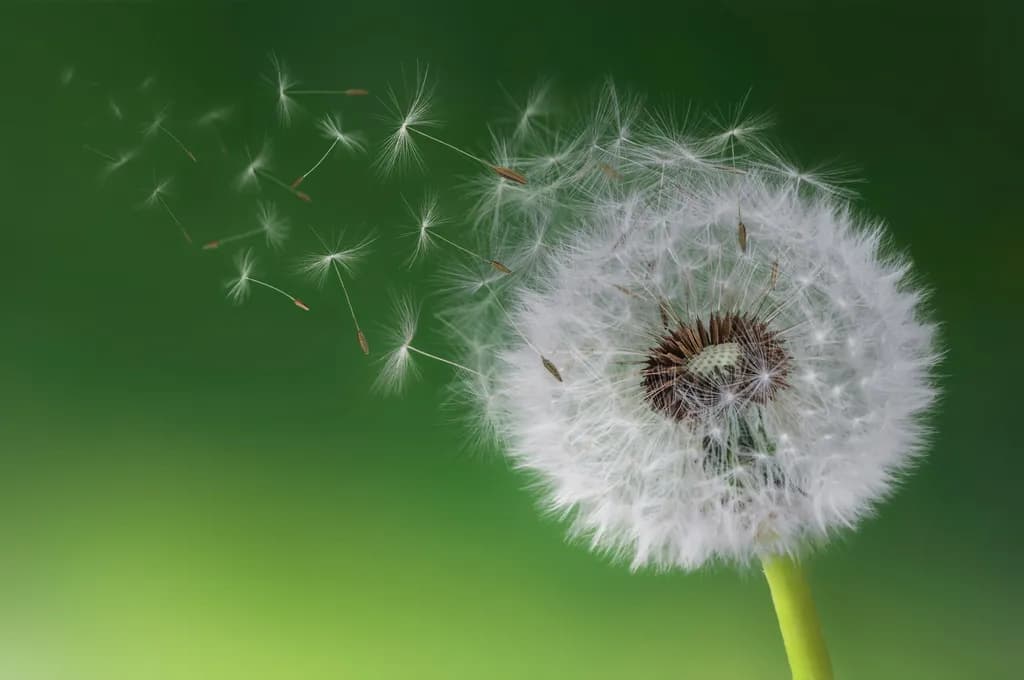 Dandelion Drift