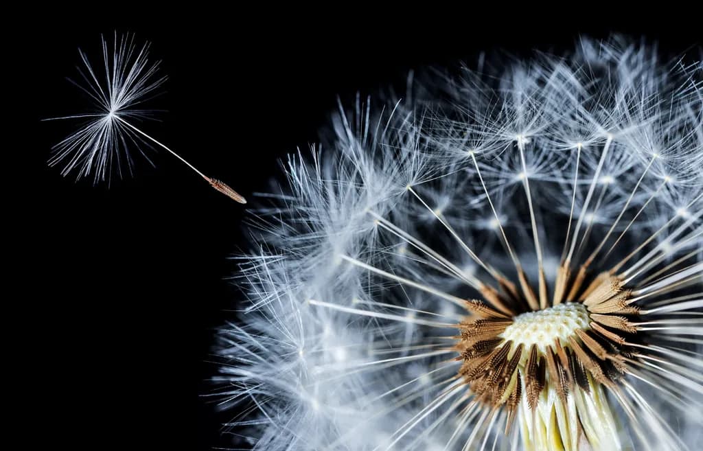 Dandelion Seed Release