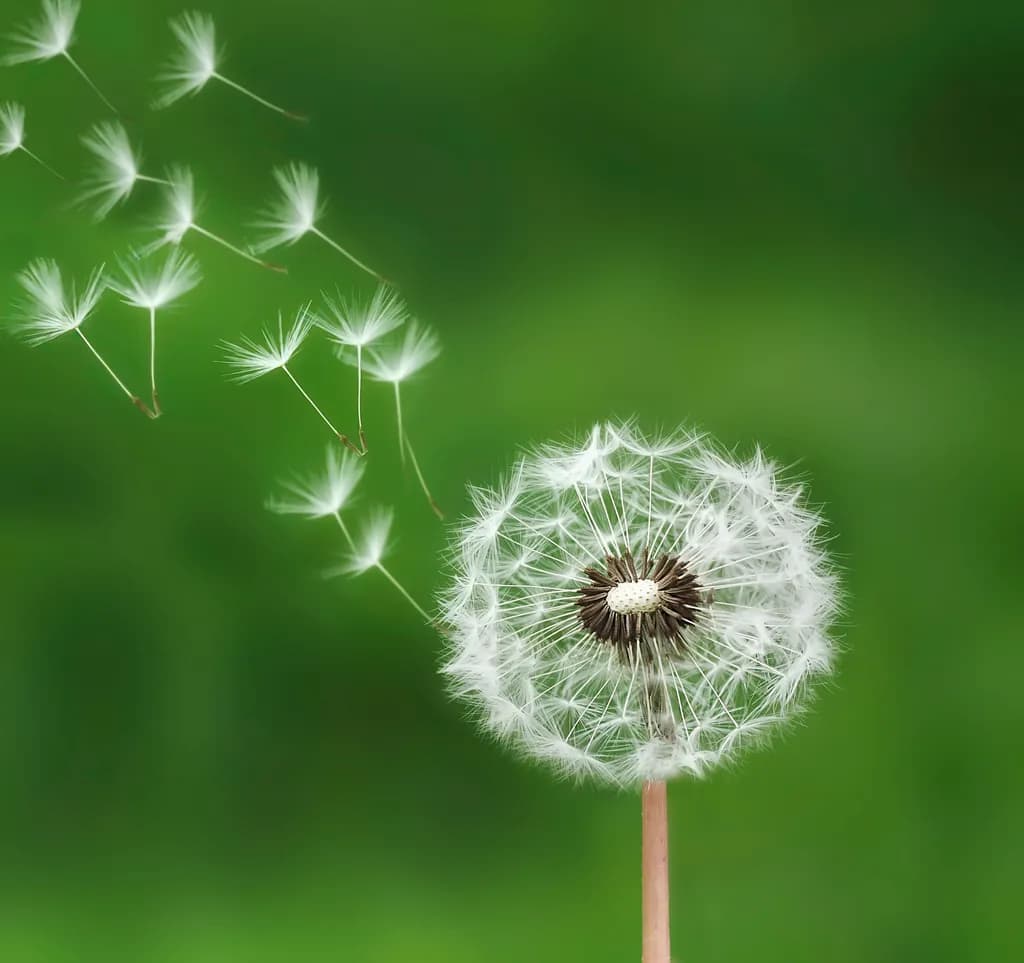 Dandy Fly