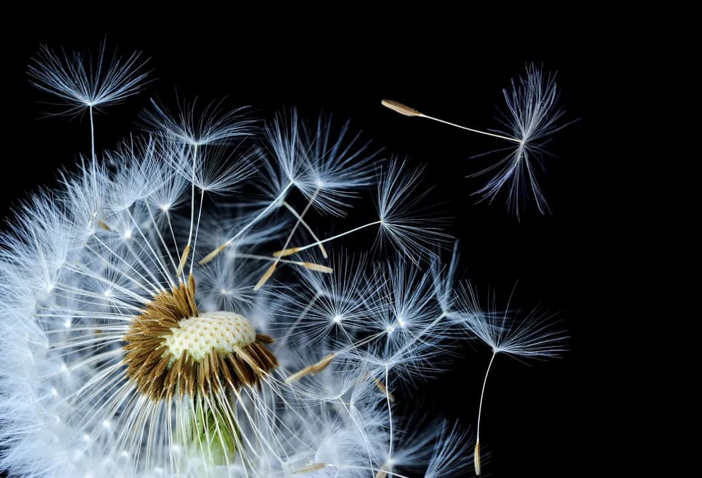 Dandelion Blowing on Black