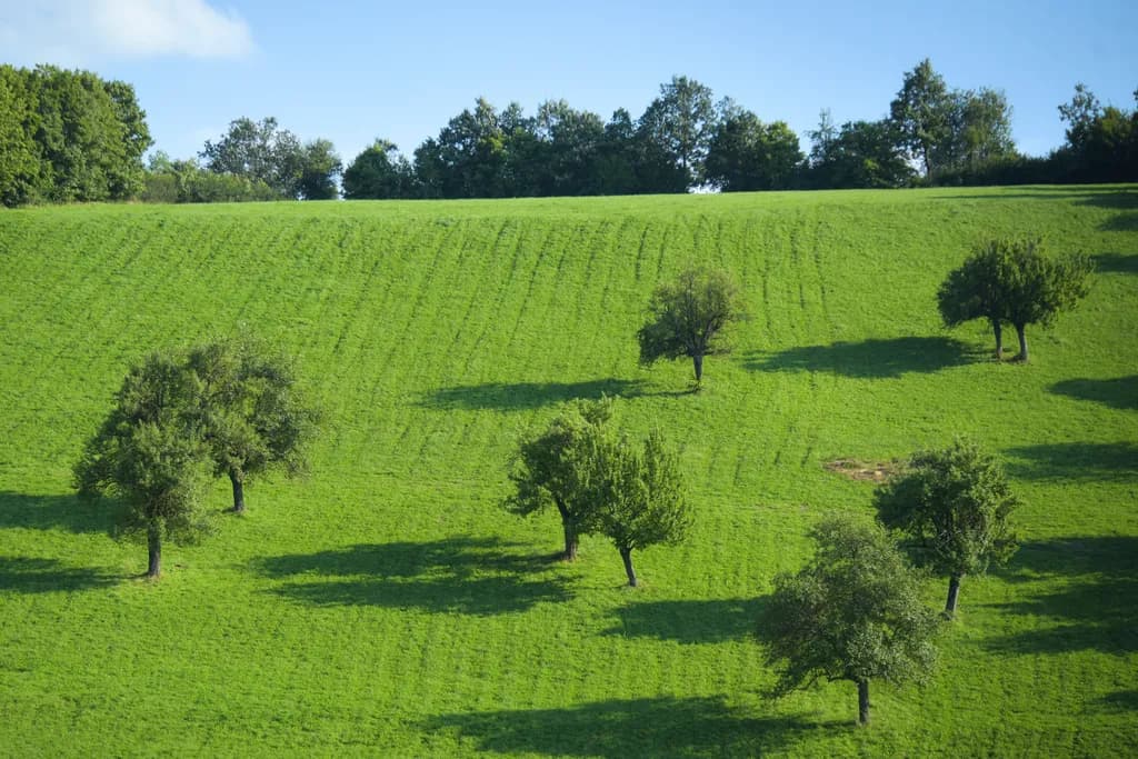 Scattered Trees