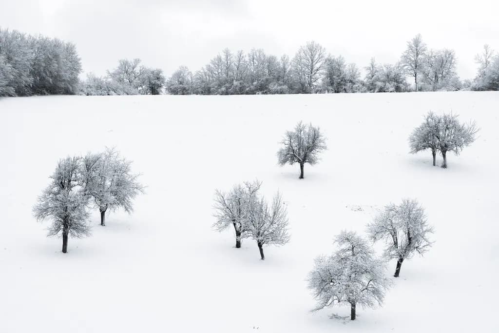 Winter Trees