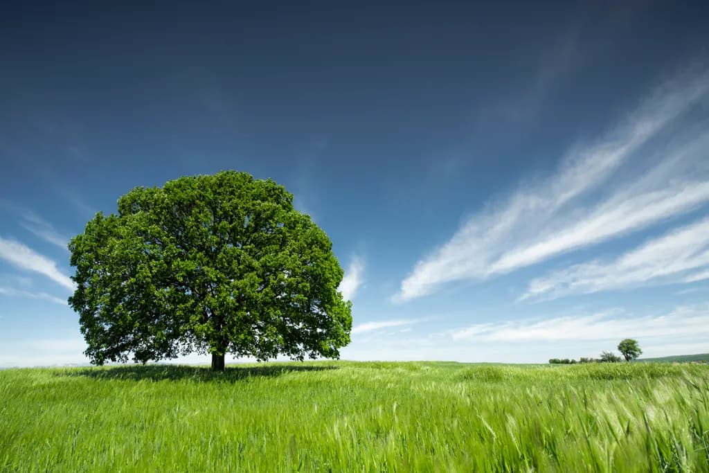 Solitary Tree Field