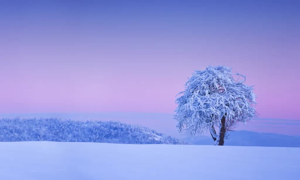 Winter Tree Silence