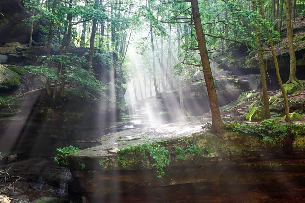 Sunlit Forest Hollow
