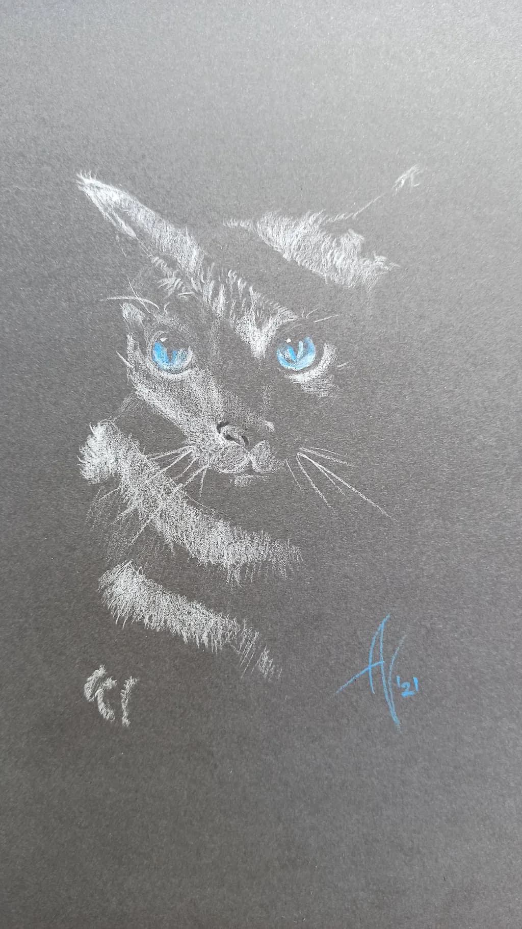 Blue Gaze Cat