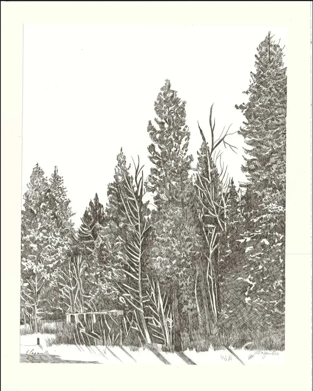 Quiet Pines