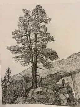 Mountain Tree Sketch