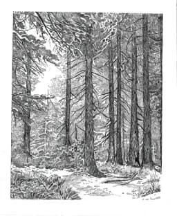 The Quiet Forest