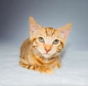 Original