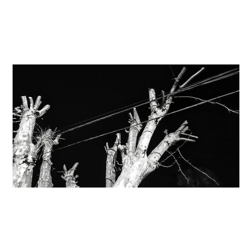 Pruned Limbs