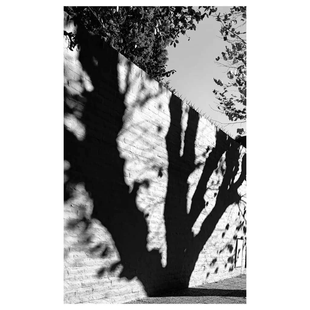 Tree Silhouette