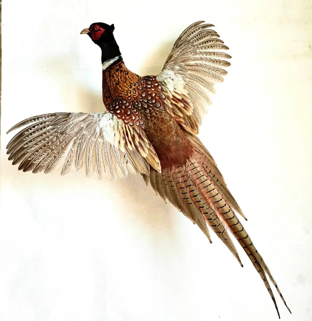 Pheasant in Flight