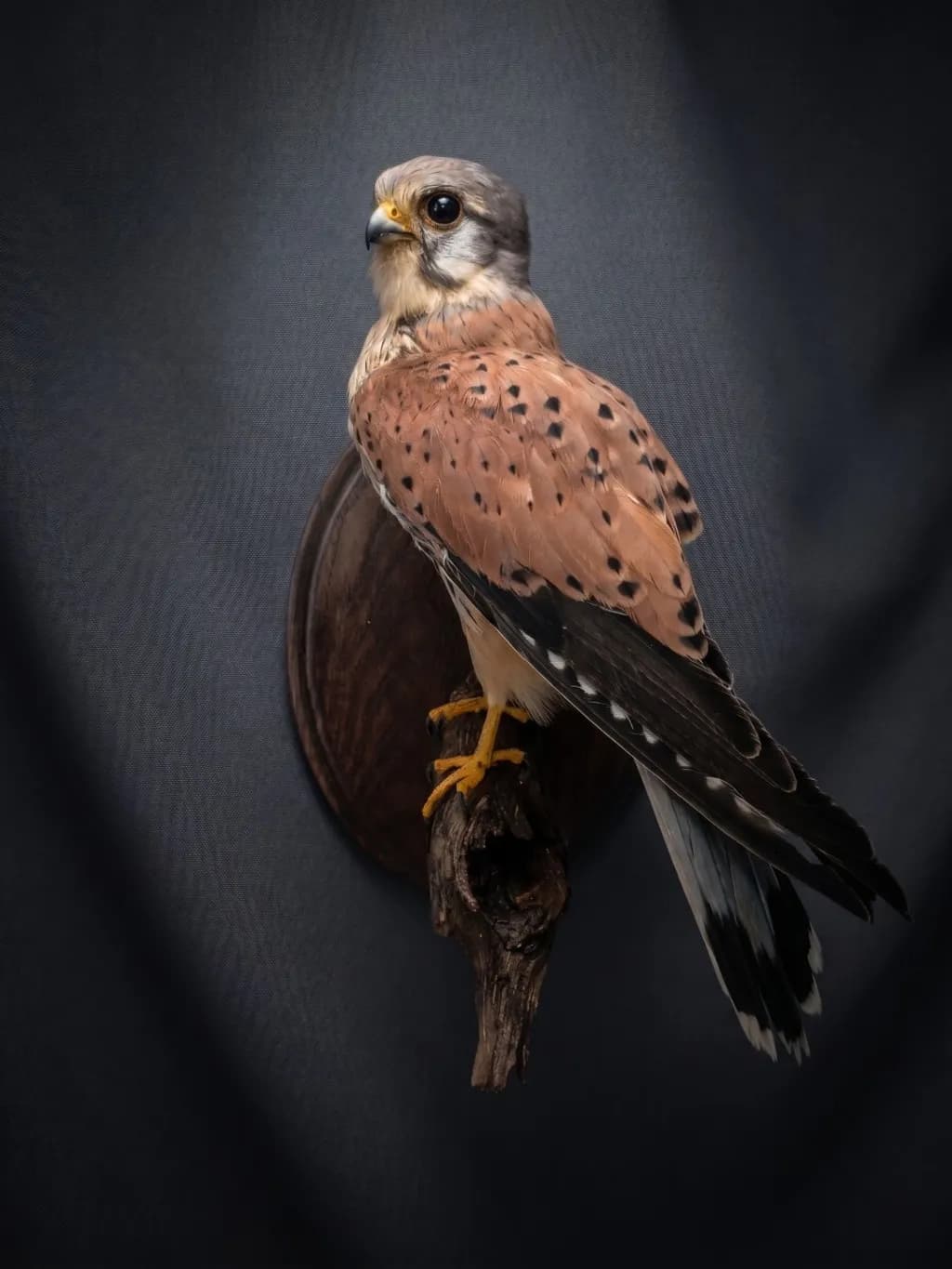 Perched Kestrel