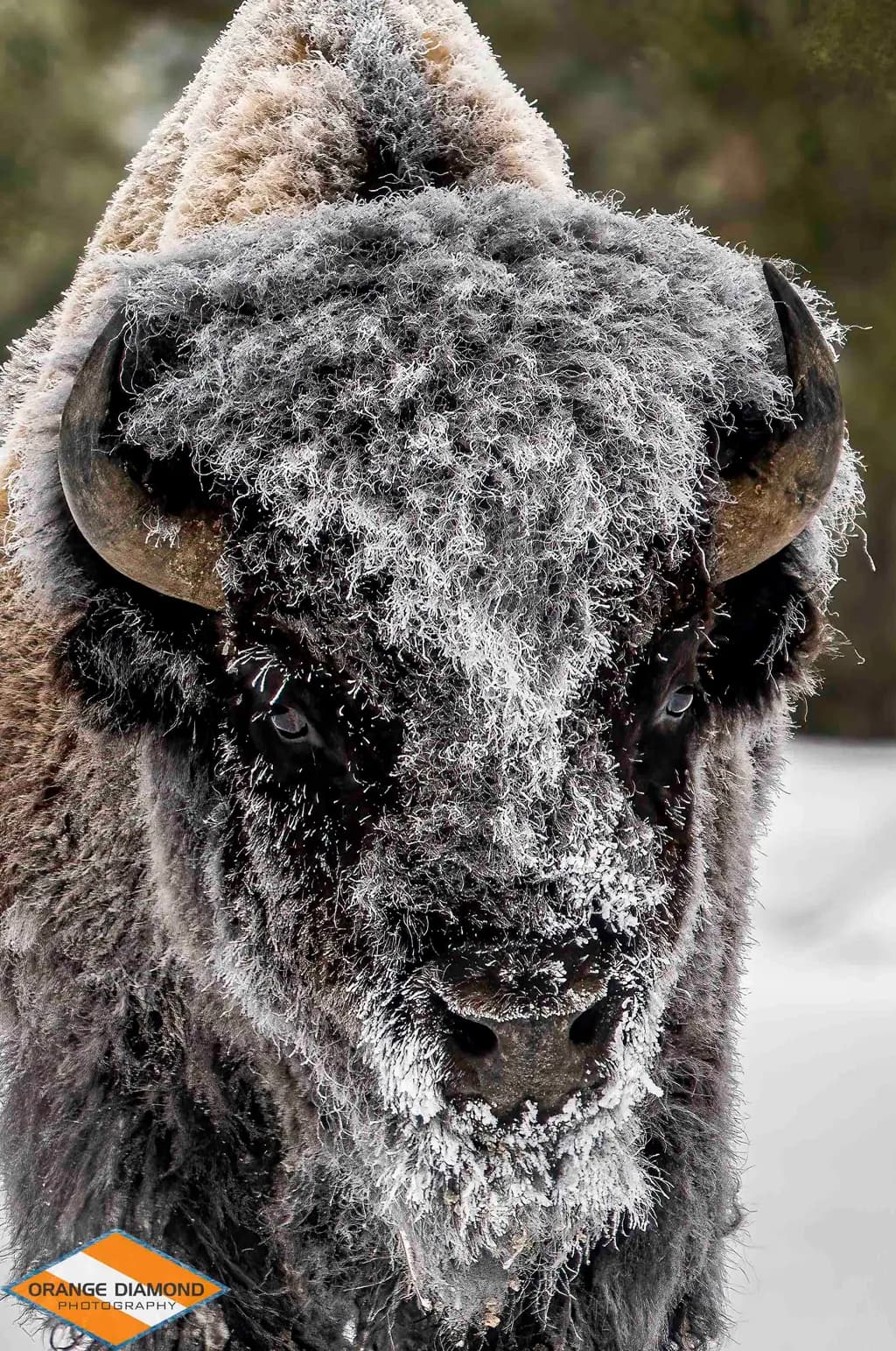 Frosty II
