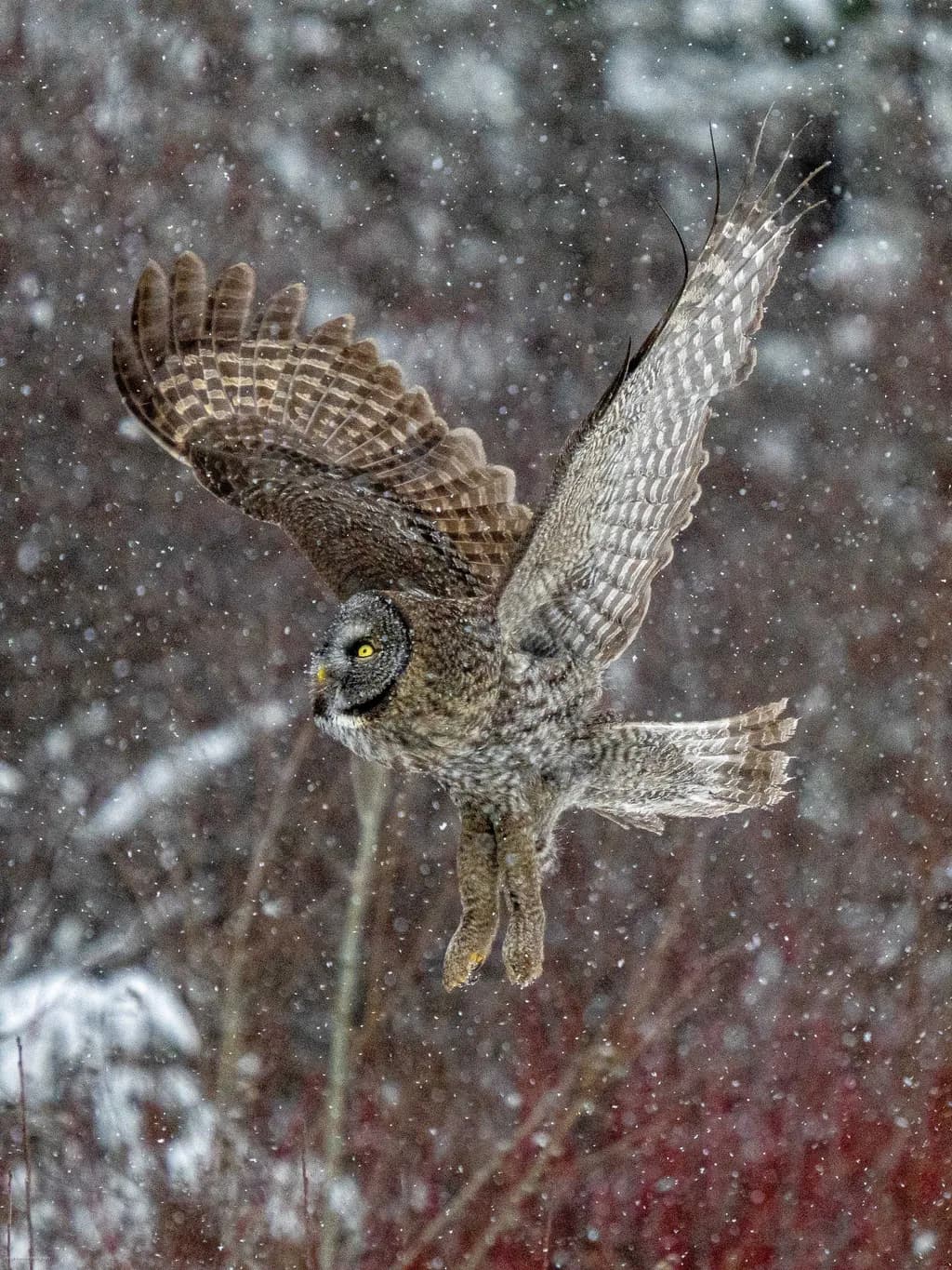 Silent Flight