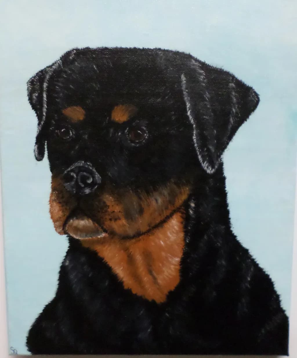 Rottweiler Gaze