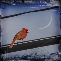 Cardinal and Crescent