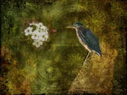Green Heron Botanical