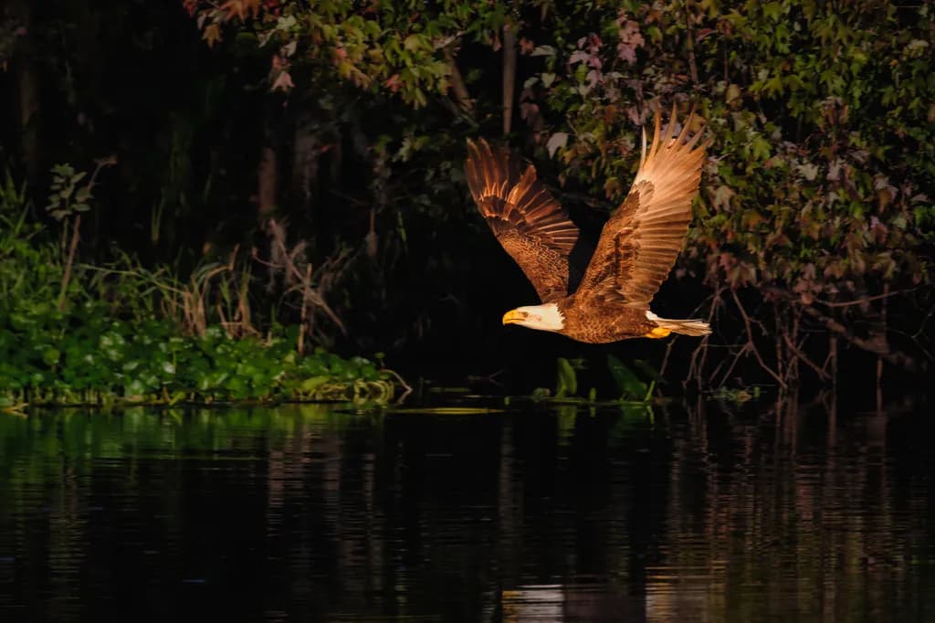 St. John River Bald Eagle