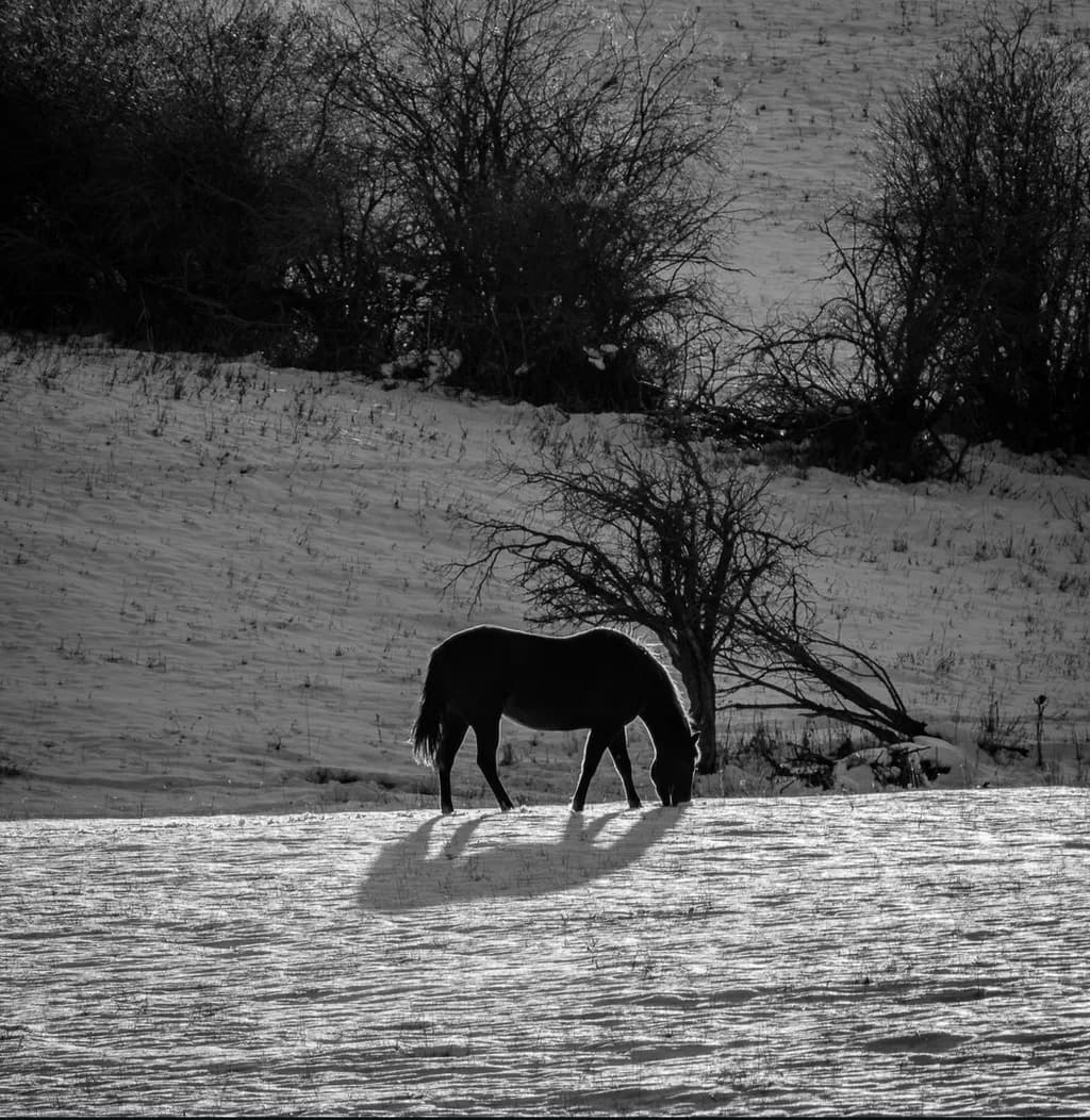 Silent Winter Grazing