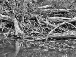 Tangled Roots Reflection